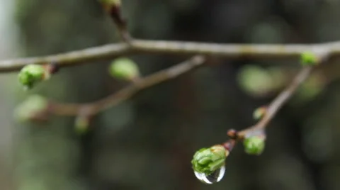 Spring tree branch with raindrops in the forest, macro shot Stock Footage 48699729