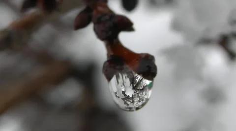 Spring Tree Branch With Raindrops In The Forest, Macro Shot Stock Footage 50388972