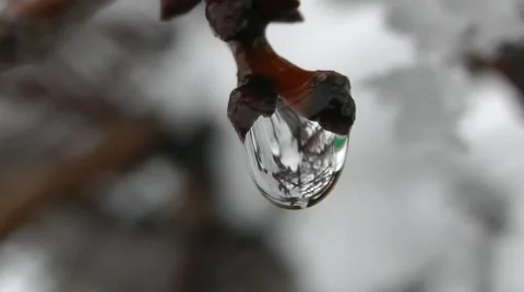 Spring Tree Branch With Raindrops In The Forest, Macro Shot Stock Footage 50388975