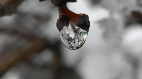 Spring Tree Branch With Raindrops In The Forest, Macro Shot Stock Footage 50388976