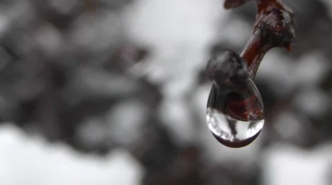 Spring Tree Branch With Raindrops In The Forest, Macro Shot Stock Footage 50388978