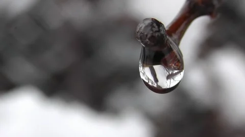 Spring Tree Branch With Raindrops In The Forest, Macro Shot Stock Footage 50388980
