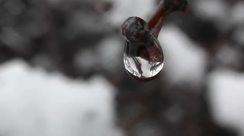 Spring Tree Branch With Raindrops In The Forest, Macro Shot Stock Footage 50388982
