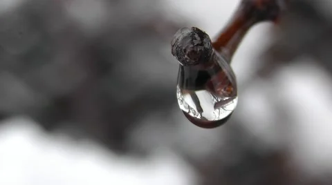 Spring Tree Branch With Raindrops In The Forest, Macro Shot Stock Footage 50388984