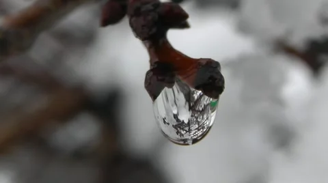 Spring Tree Branch With Raindrops In The Forest, Macro Shot Stock Footage 50388987
