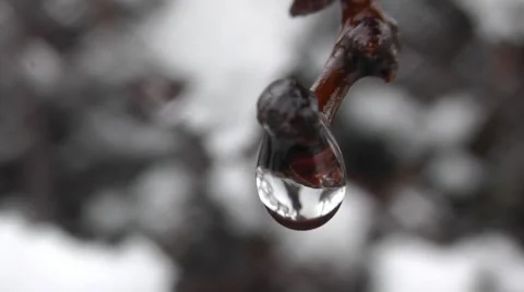 Spring Tree Branch With Raindrops In The Forest, Macro Shot Stock Footage 50388989