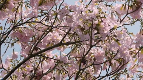 Spring Tree Branch Shot Stock Footage 1973869