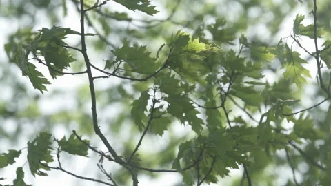 Spring Tree Branch in Wind - Long Lens - 120fps Stock Footage 131690021