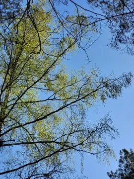 Spring Tree Branches Against Bright Sky Stock Photos