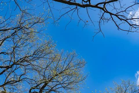 Spring Tree Branches Against a Clear Blue Sky Stock Photos