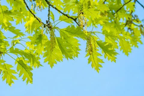 Spring tree branches against the sky Stock Photos