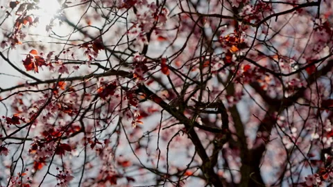 Spring tree branches blooming delicate pink blossoms Stock Footage 335384049