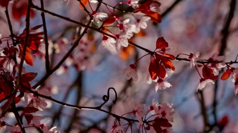 Spring tree branches blooming with delicate flowers Stock Footage 335384635