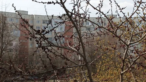 Spring tree branches with buds sway in the wind. Stock Footage 105949600