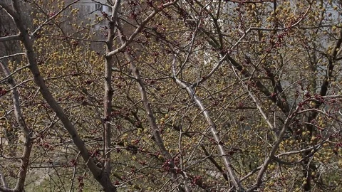 Spring tree branches with buds sway in the wind. Stock Footage 105949604