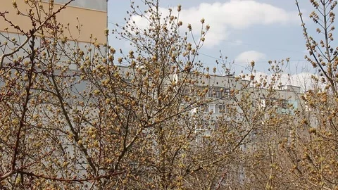 Spring tree branches with buds sway in the wind. Stock Footage 105949608