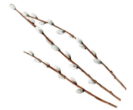 Spring tree Branches with buds. Watercolor willow Branche isolated on white Stock Illustration