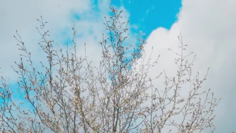Spring tree branches with closed flower buds against blue sky 库存影片 331727707