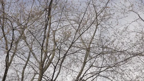 Spring Tree Branches with Early Buds in Frogner Park Oslo Stock Footage 340960336