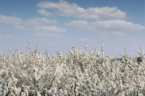 Spring tree branches with flowers and blue sky 스톡 사진