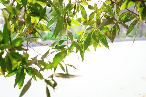 Spring tree branches with fresh green leaves Stock Photos