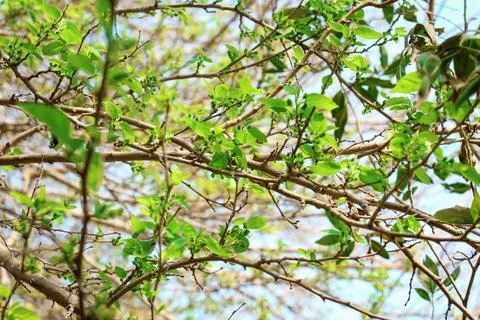 Spring tree branches with fresh green leaves Stock Photos