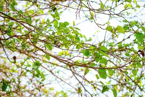 Spring tree branches with fresh green leaves Stock Photos