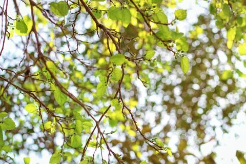 Spring tree branches with fresh green leaves Foto stock