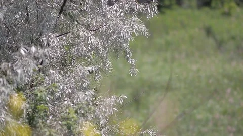 Spring tree branches. Green nature concept. Stock Footage 223215632