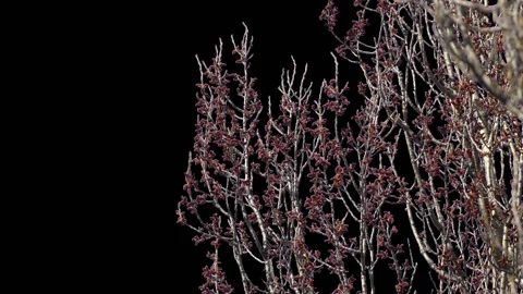 Spring tree branches isolated Stock Footage 127930628