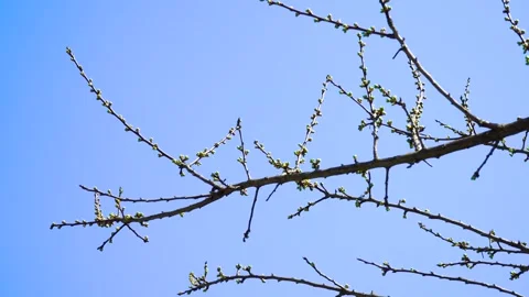 Spring tree branches with small green buds against a clear blue sky background Video stock 342023180