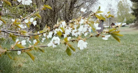 Spring tree branches waving on wind Video stock 129636426