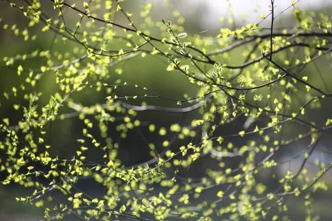 Spring tree branhes, blurred background Stock Photos