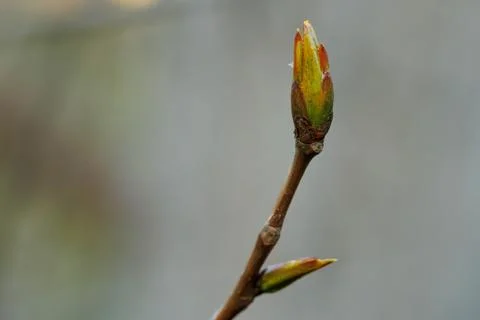 Spring tree bud with negative space Photos