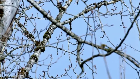 Spring tree buds and moss Sauvie Island Oregon Stock Footage 81886807