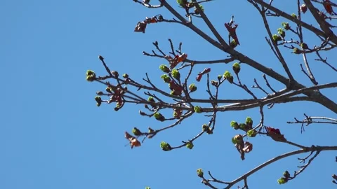 Spring Tree Buds Blooming Against Clear Blue Sky Backdrop Stock Footage 345008409
