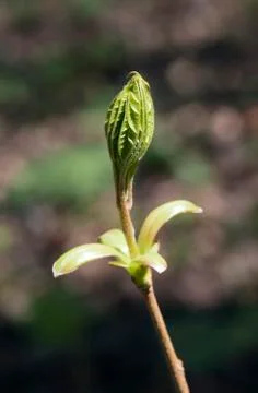 Spring tree buds Stock Photos
