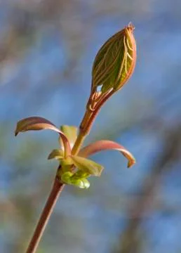 Spring tree buds Stock Photos