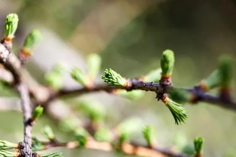 Spring tree buds plant poplar, branch with green leaf in sunny day macro Stock Photos