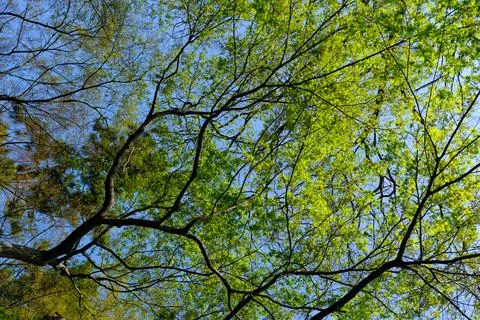 Spring tree canopy against blue sky Stock Photos