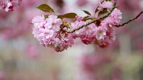 Spring tree cherry season Stock Footage 71384310