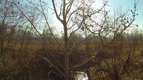 Spring tree close to the sun. Aerial. Stock Footage 36157123