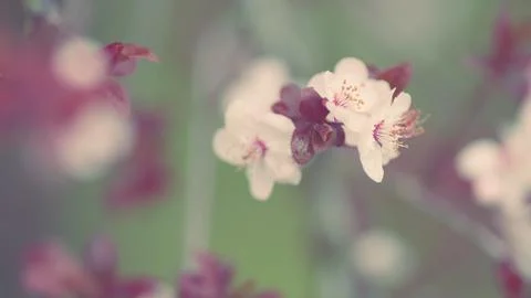 Spring Tree Covered With Flowers. Cherry Blossom And Red Leaves. Blooming Plum Stock Photos