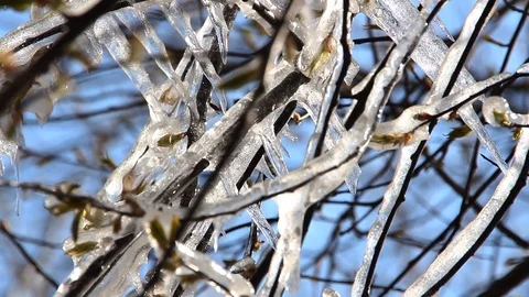 Spring tree covered with ice. Frost in the spring. Stock Footage 74582309