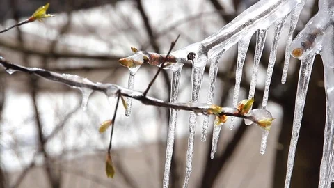 Spring tree covered with icicles. Stock Footage 74582361