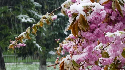 The spring tree is covered with purple flowers and snow Stock Footage 85381235