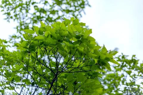 Spring tree crowns on a background of cloudy sky Stock Photos