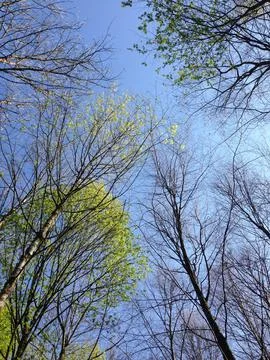 Spring tree crowns blue sky Stock Photos