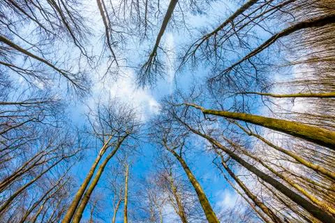 Spring tree crowns on deep blue sky Stock Photos