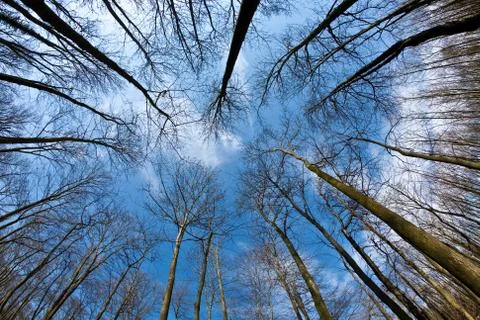Spring tree crowns on deep blue sky Stock Photos